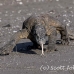 dragon_komodo_hsb_rinca_h_1737_kom4086.jpg